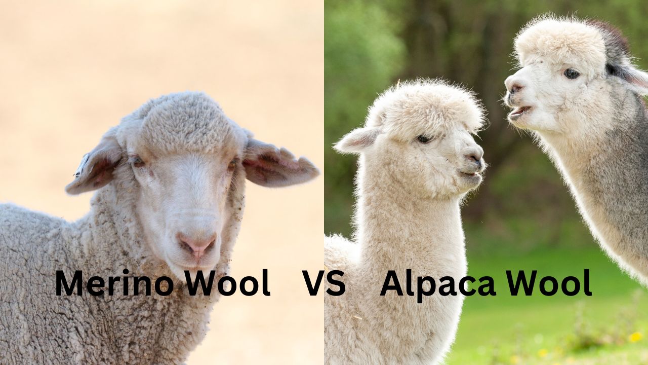 Merino Wool vs Alpaca Wool Deciding Between Nature's Finest Fibers