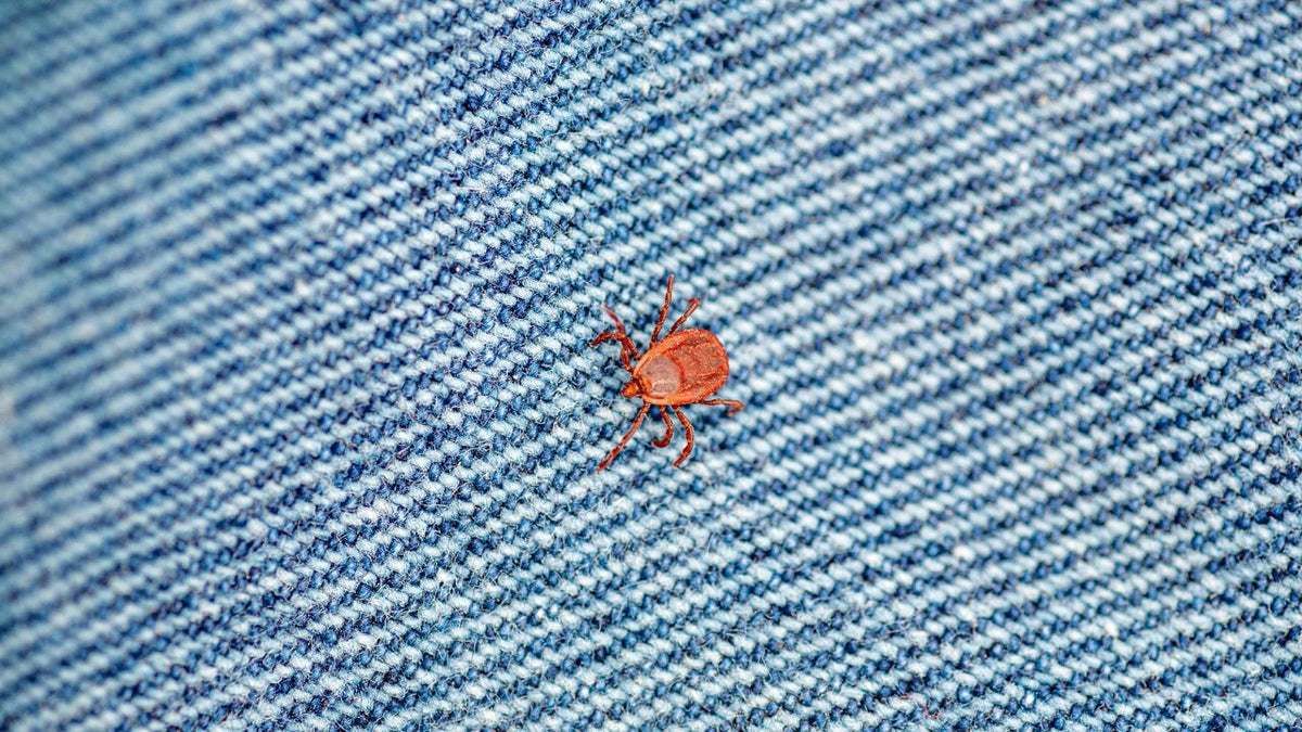 Can Chiggers Live on Clothes? Everything You Need to Know: – Merino Protect