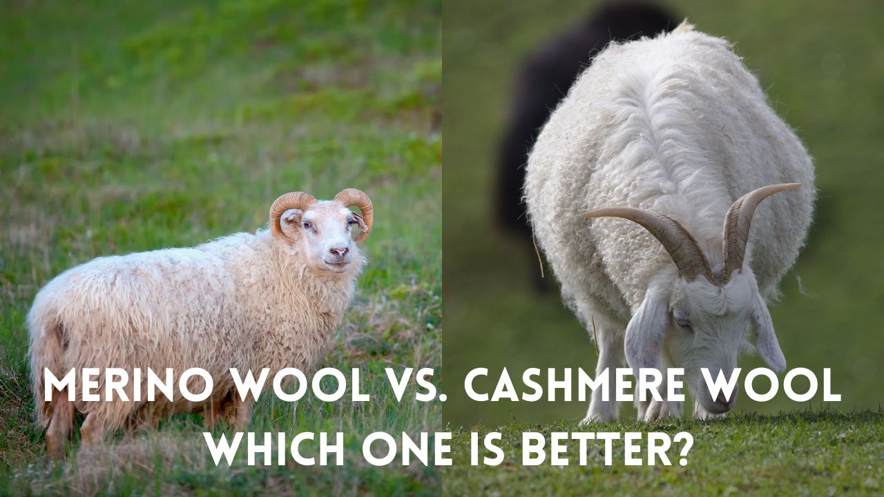 Merino Wool Vs. Cashmere Wool Which One is Better