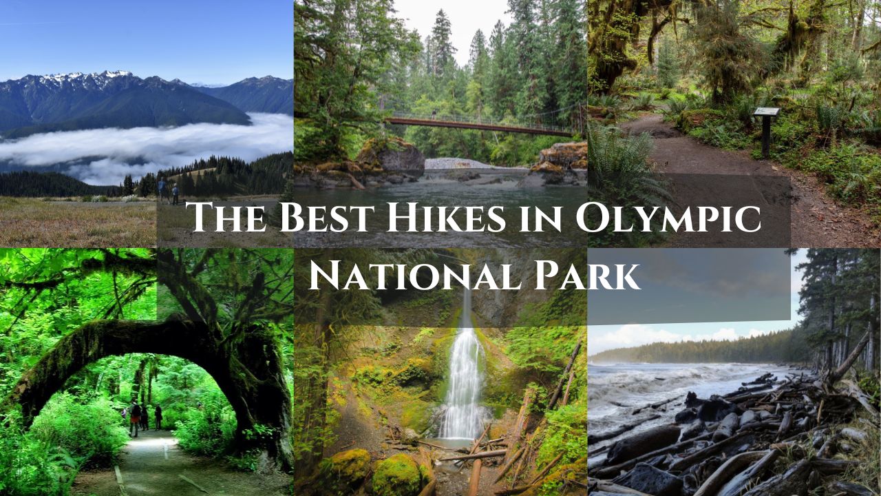 Olympic National Park: One of the Best and so much fun Olympic National Park: One of the Best and so much fun